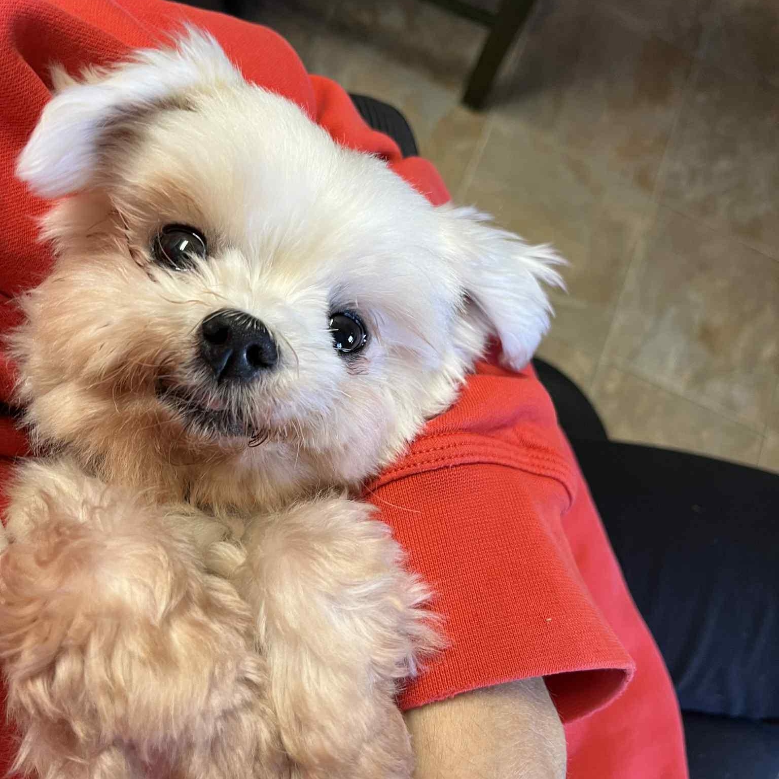 Sophia, a Adoptable Maltese in Cedar Rapids, IA image 1/6