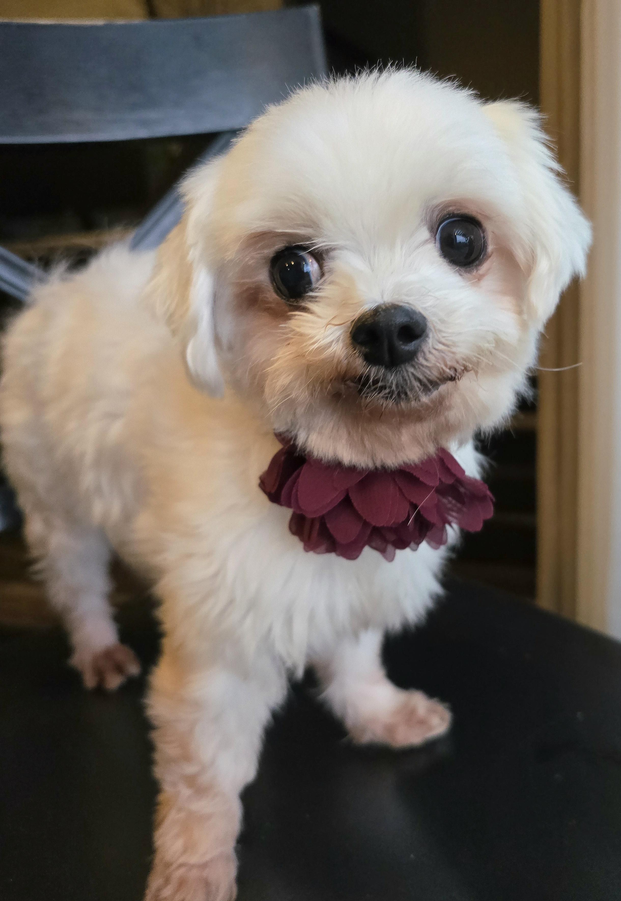 Sophia, a Adoptable Maltese in Cedar Rapids, IA image 3/6