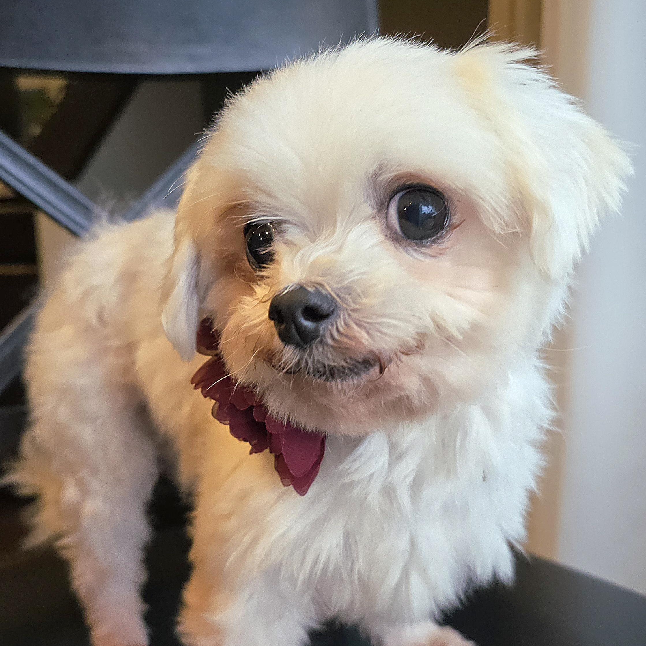 Sophia, a Adoptable Maltese in Cedar Rapids, IA image 4/6