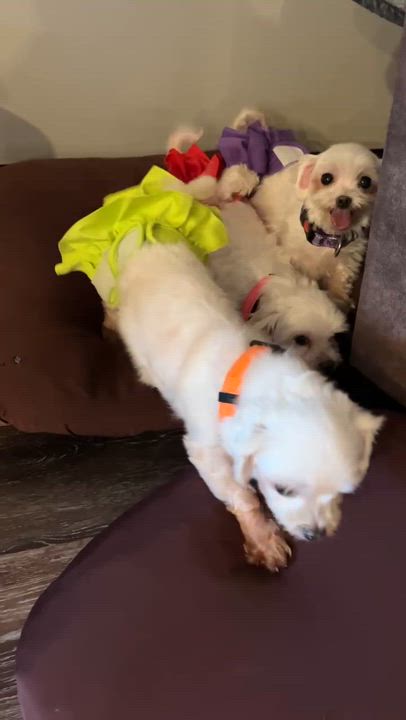 Enlarge Sophia, a Adoptable Maltese in Cedar Rapids, IA video 5/6