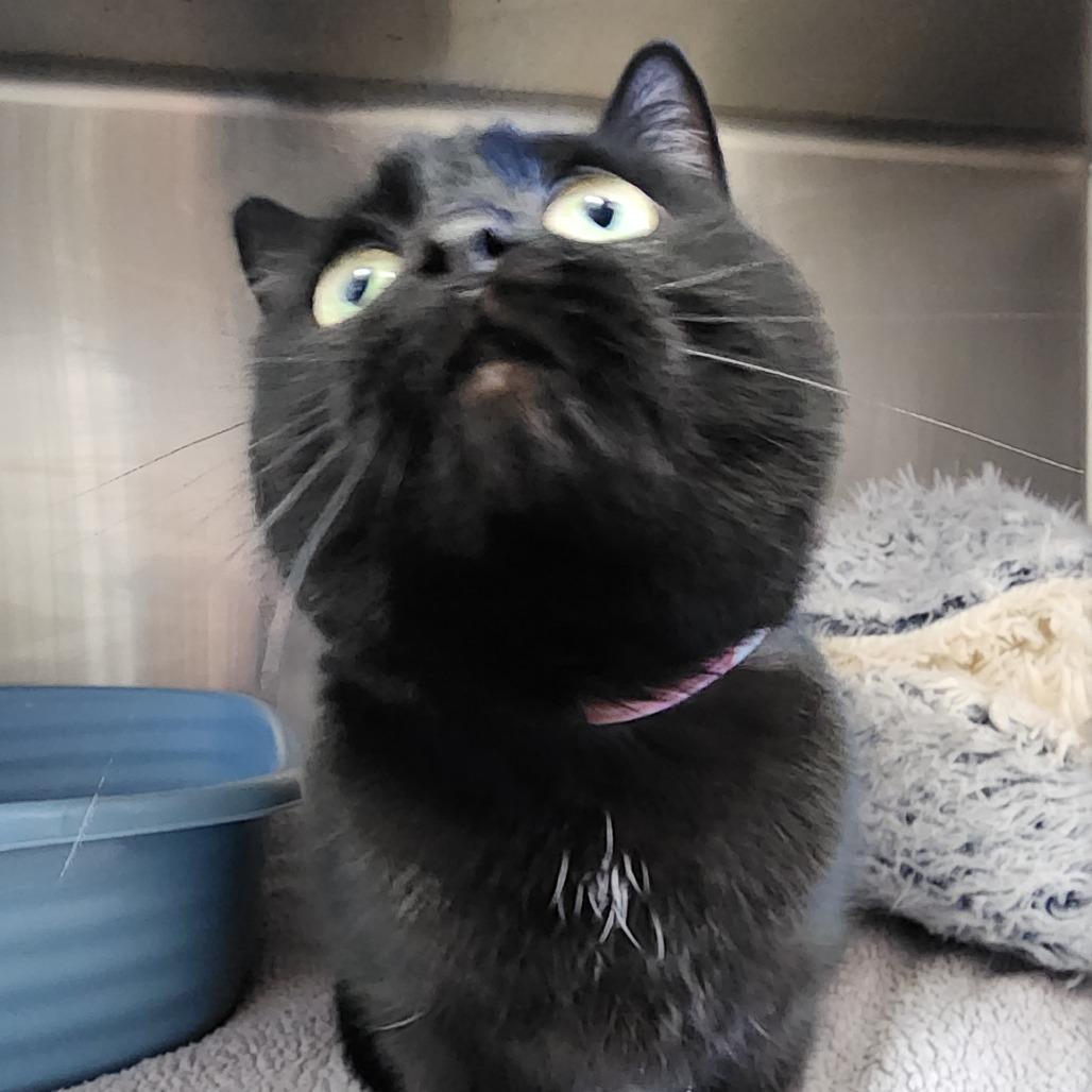 Ezio, Adoptable, Adult Female Domestic Short Hair.