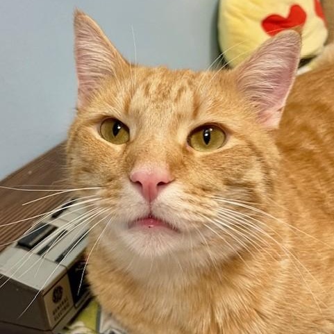 Enlarge Yams, an adopted Domestic Short Hair in Norwalk, CT image 1/1