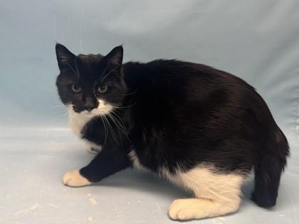 Tio, Adoptable, Adult Male Domestic Short Hair & Domestic Short Hair.