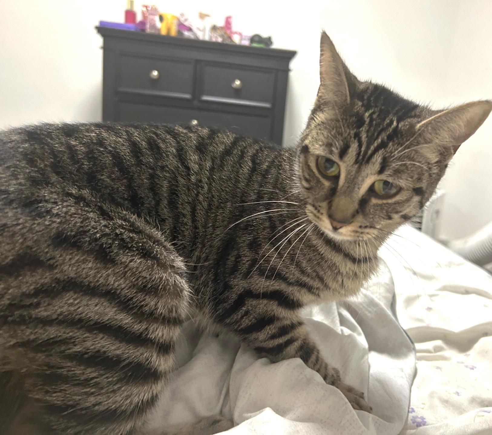 Stormi, a ADOPTABLE Tabby in Stoney Creek, ON image 3/4