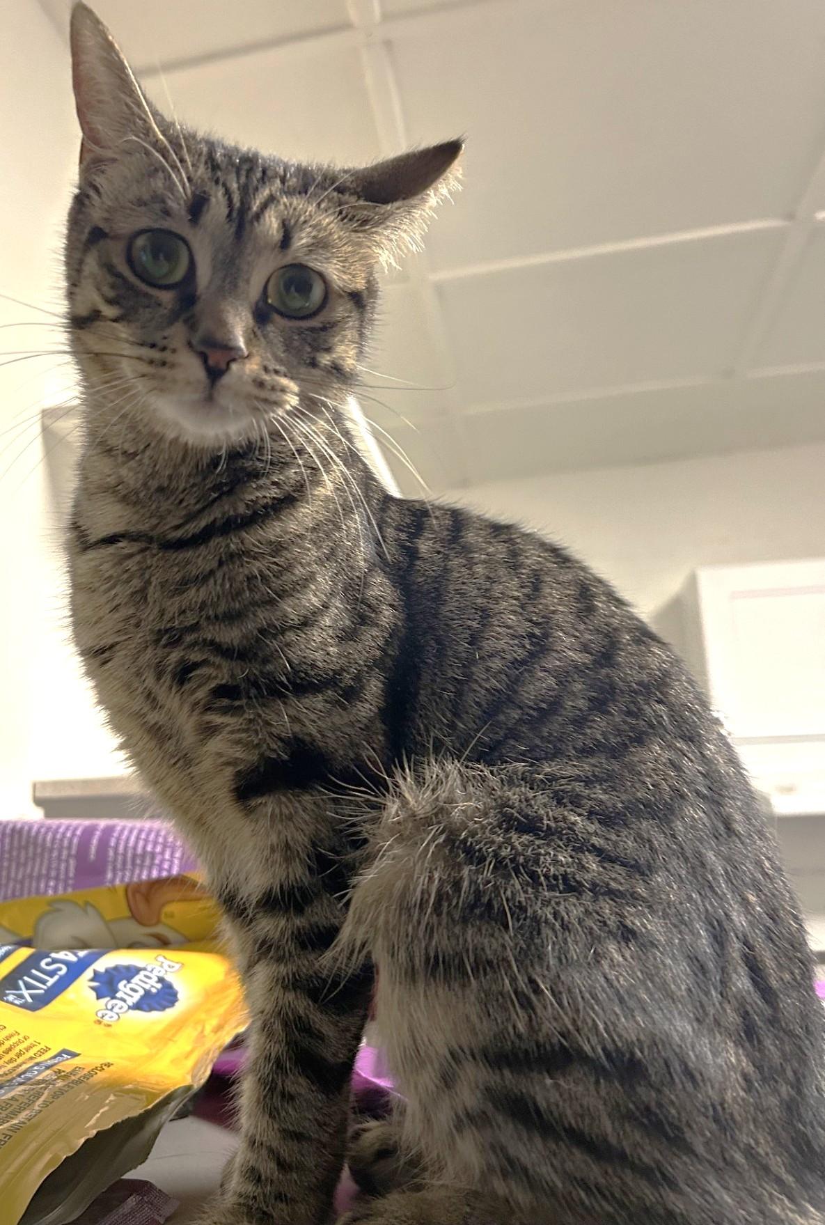 Stormi, a ADOPTABLE Tabby in Stoney Creek, ON image 2/4