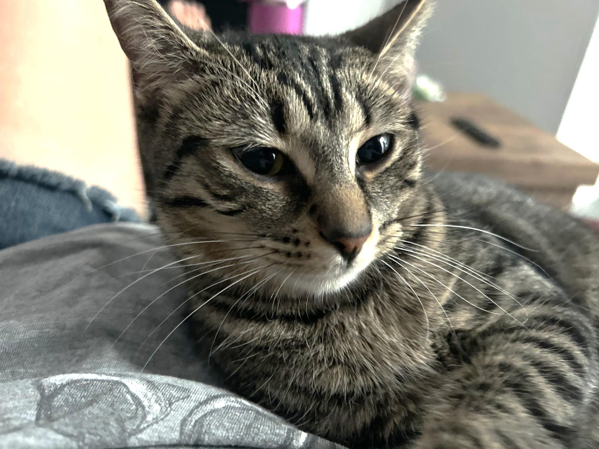 Stormi, a ADOPTABLE Tabby in Stoney Creek, ON image 4/4