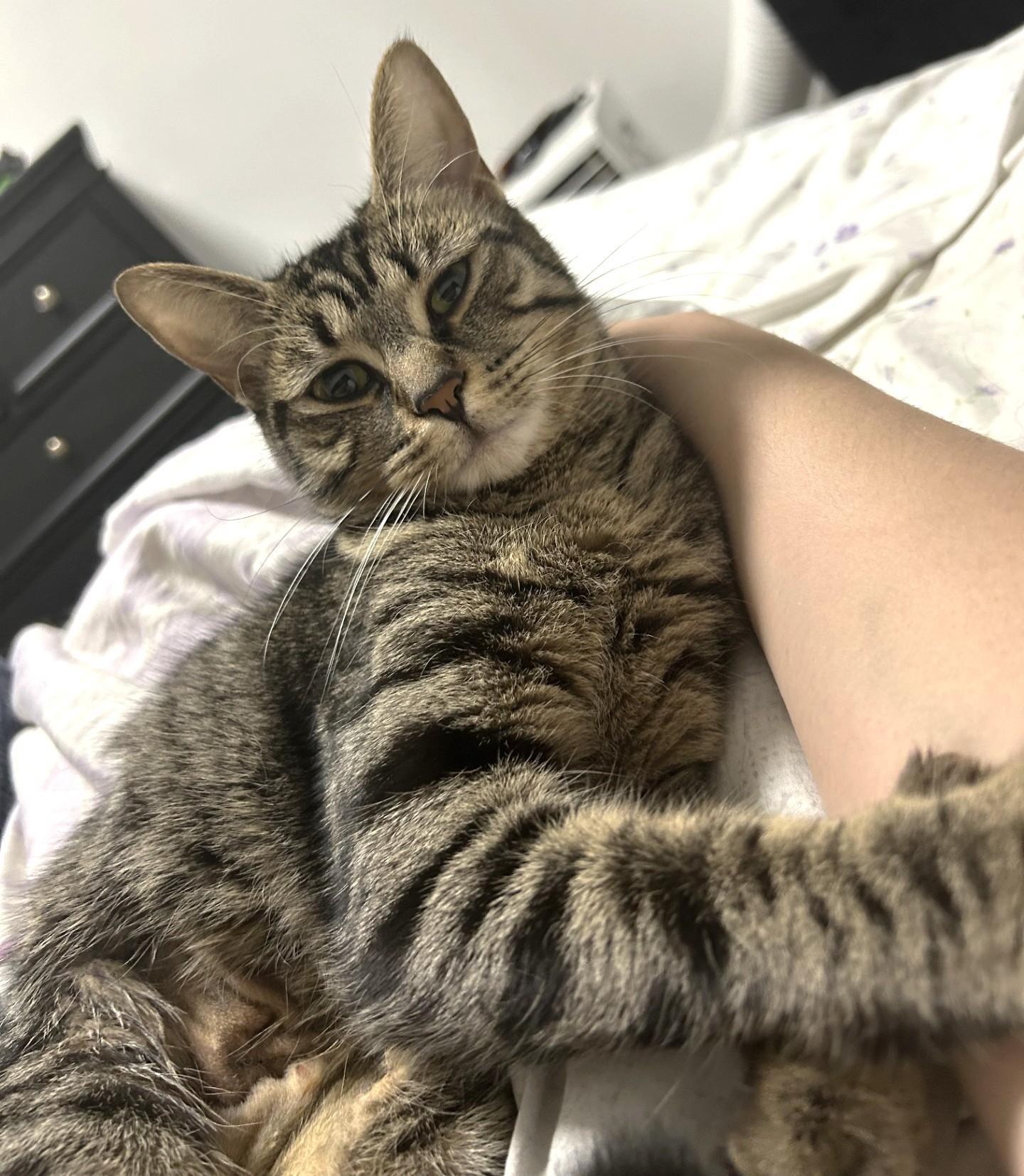 Stormi, a ADOPTABLE Tabby in Stoney Creek, ON image 1/4