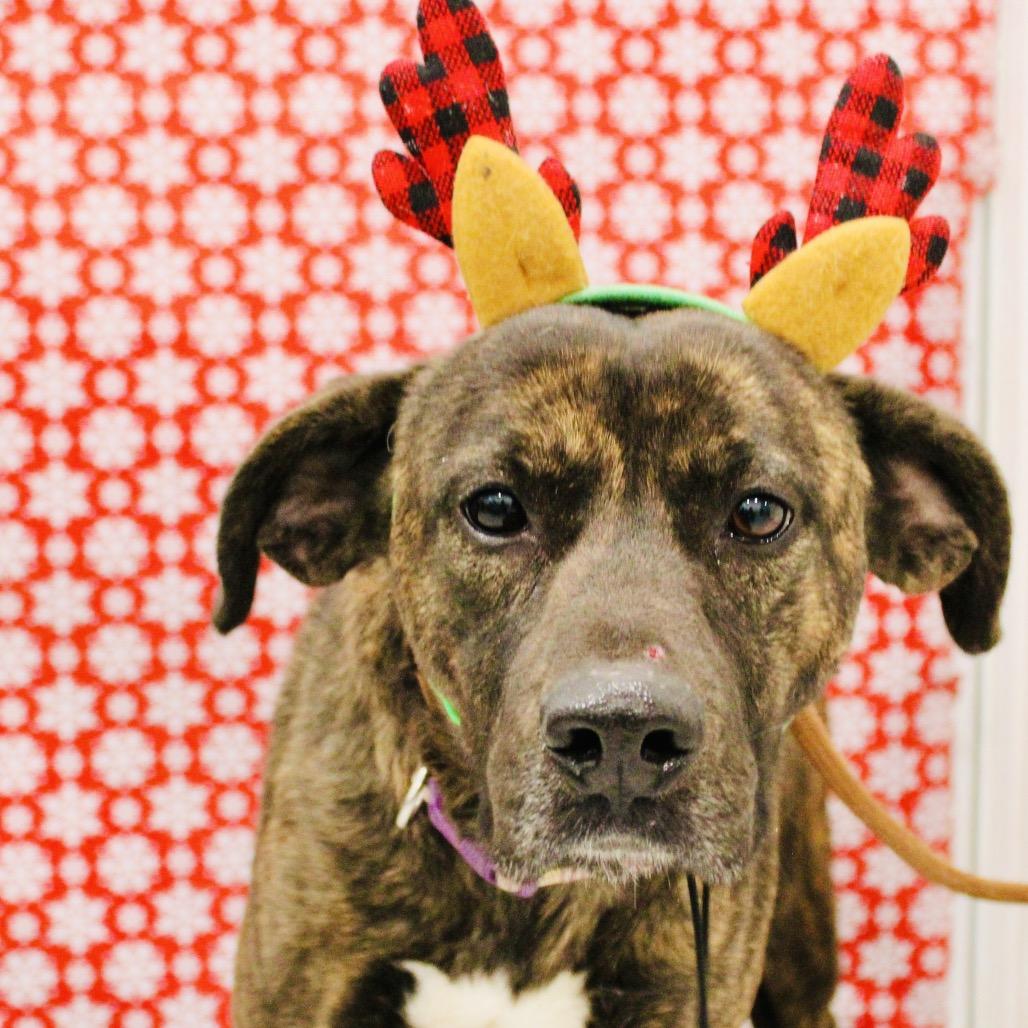 Gwen, a Adoptable mixed breed in Pineville, MO image 1/5