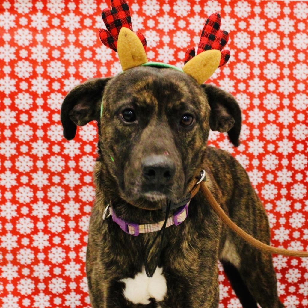 Gwen, a Adoptable mixed breed in Pineville, MO image 2/5