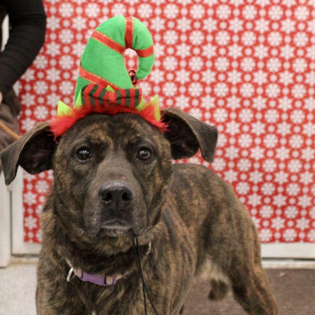 Gwen, a Adoptable mixed breed in Pineville, MO image 3/5