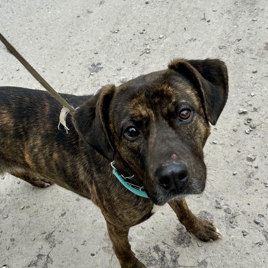 Gwen, a Adoptable mixed breed in Pineville, MO image 4/5