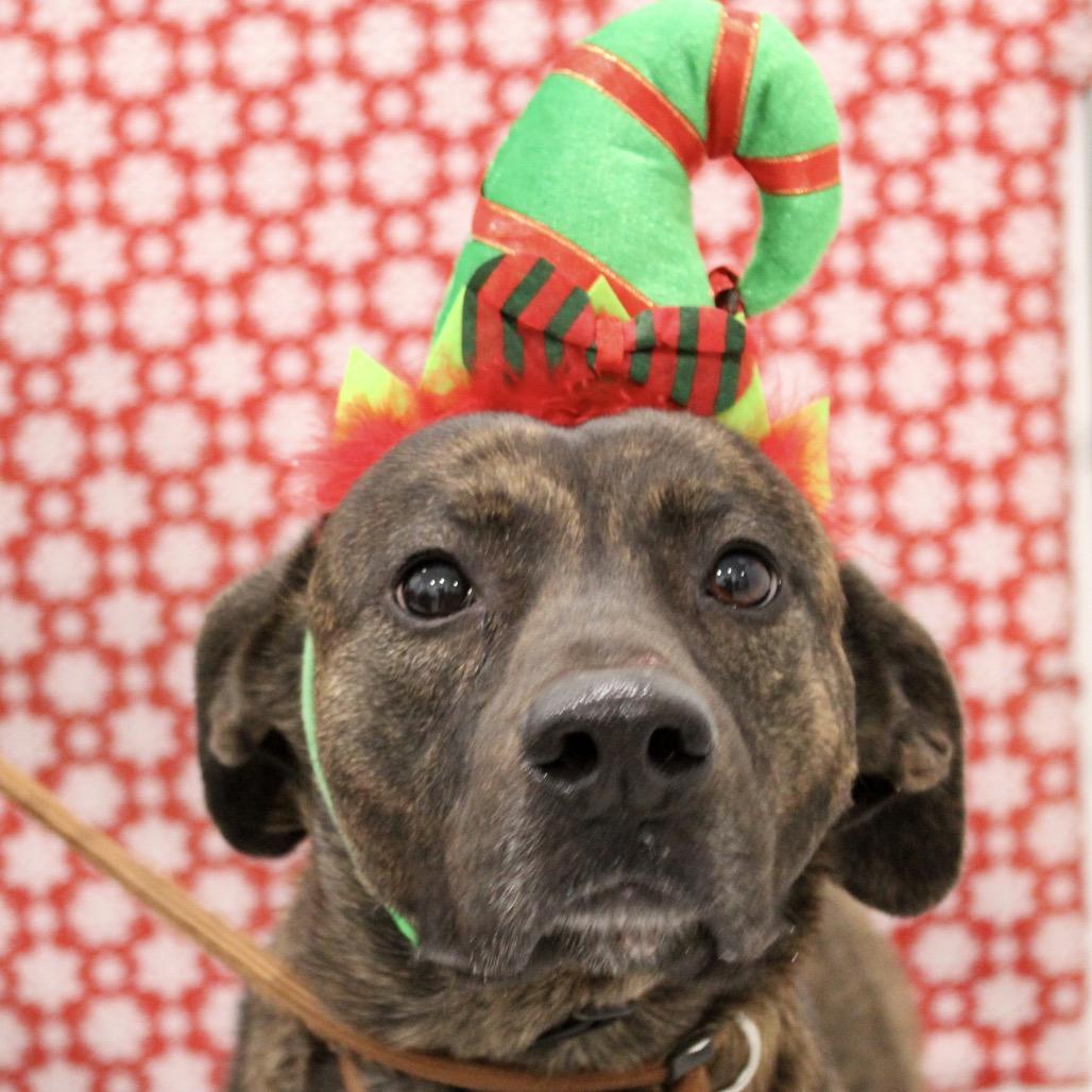 Gwen, a Adoptable mixed breed in Pineville, MO image 5/5