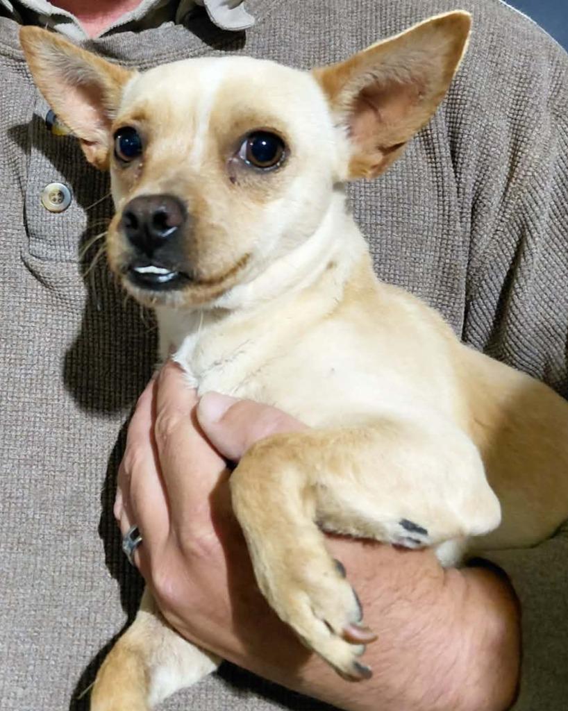 Churro, Adoptable, Young Male Mixed Breed.