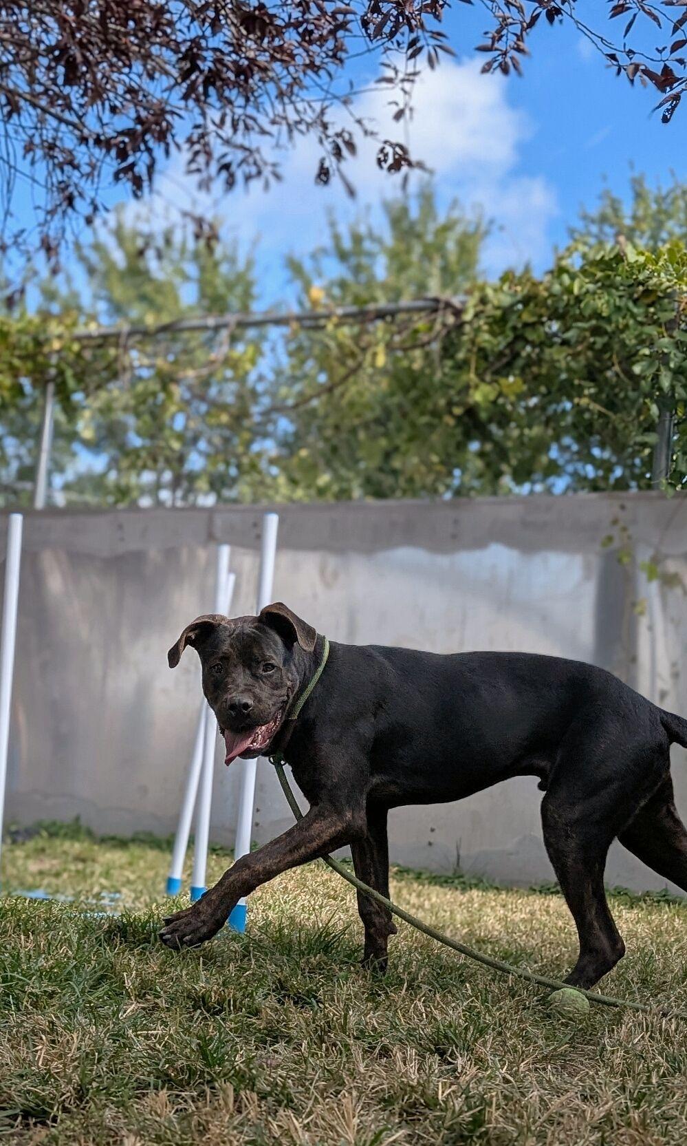 Mac Daddy, a Adopted mixed breed in Wheaton, IL image 1/6