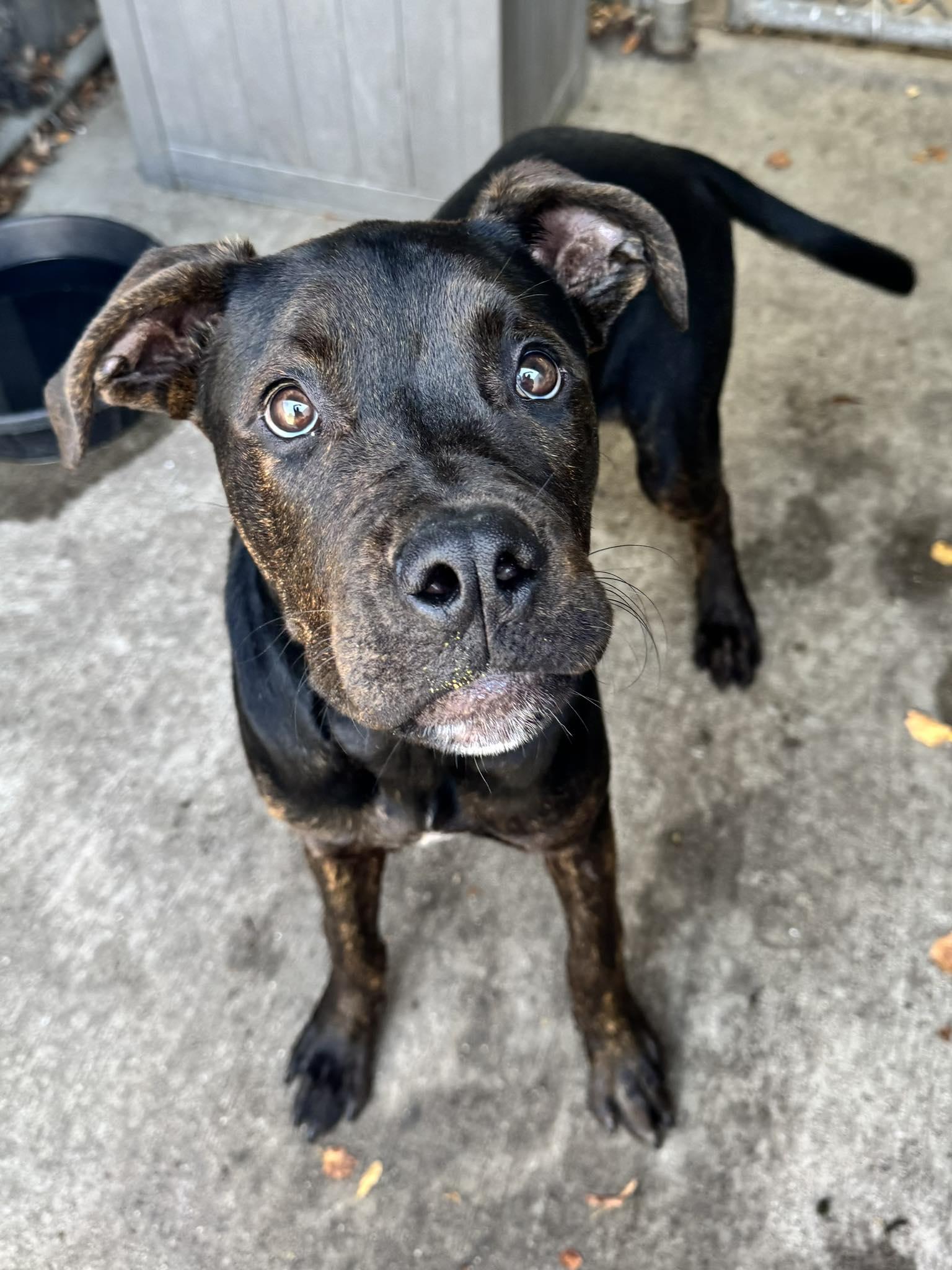 Mac Daddy, a Adopted mixed breed in Wheaton, IL image 2/6