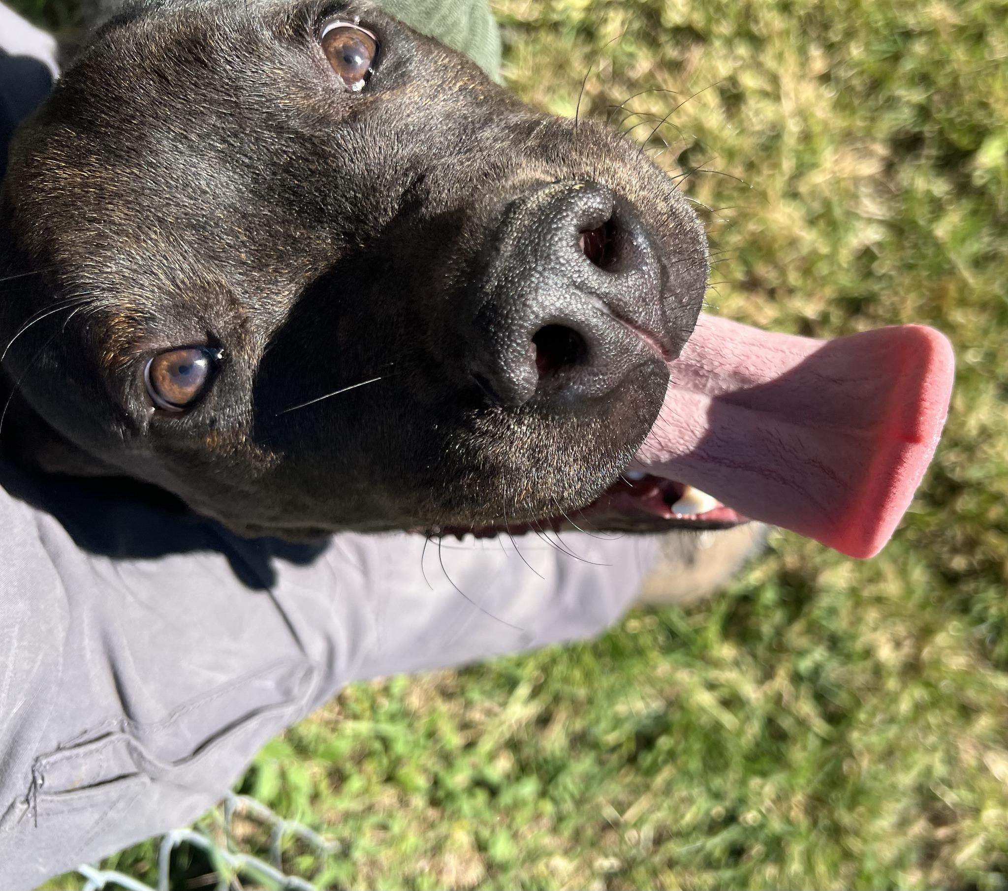 Mac Daddy, a Adopted mixed breed in Wheaton, IL image 3/6