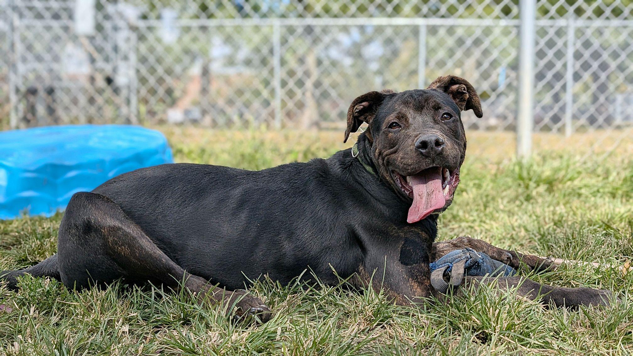 Mac Daddy, a Adopted mixed breed in Wheaton, IL image 5/6