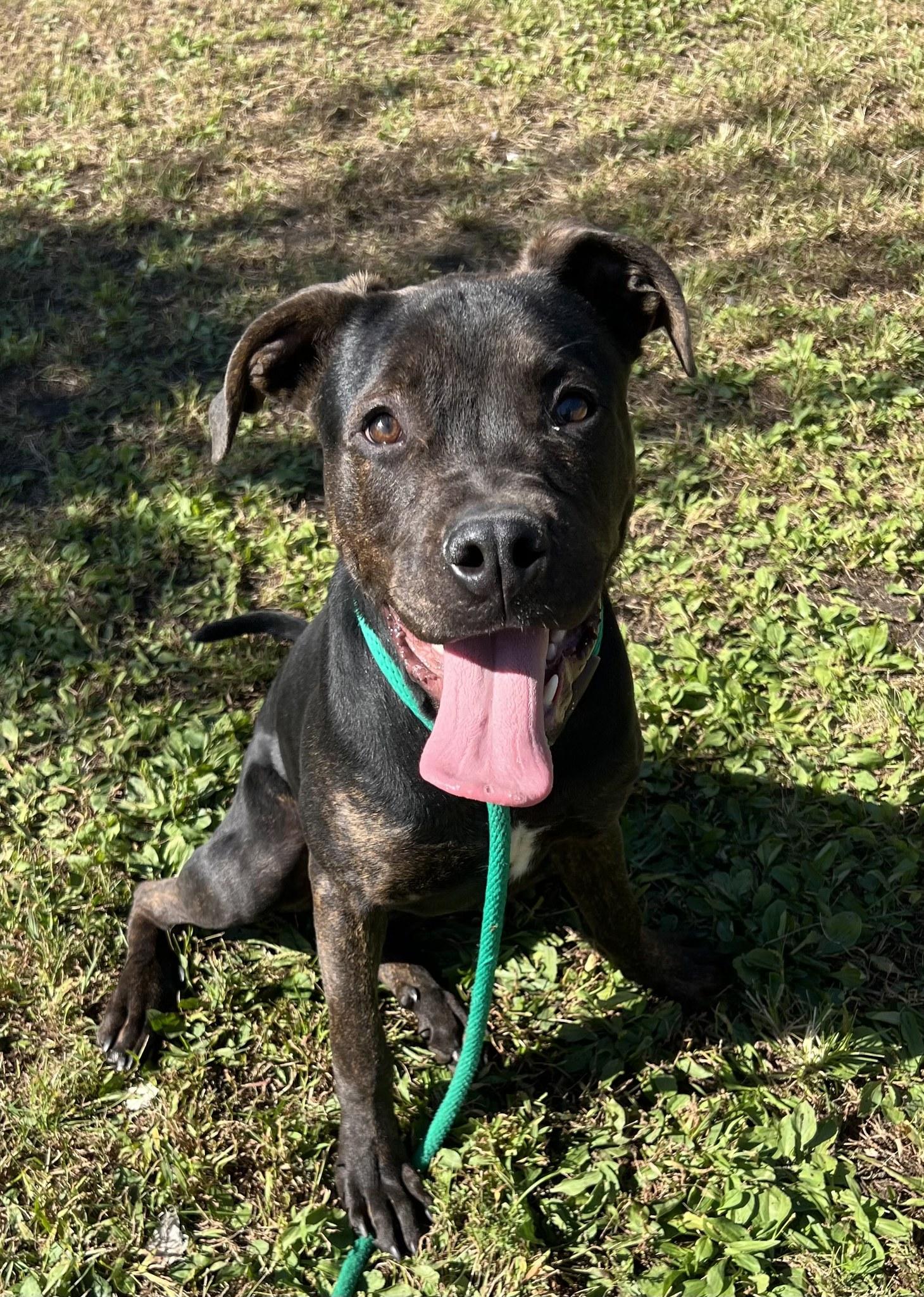 Mac Daddy, a Adopted mixed breed in Wheaton, IL image 6/6