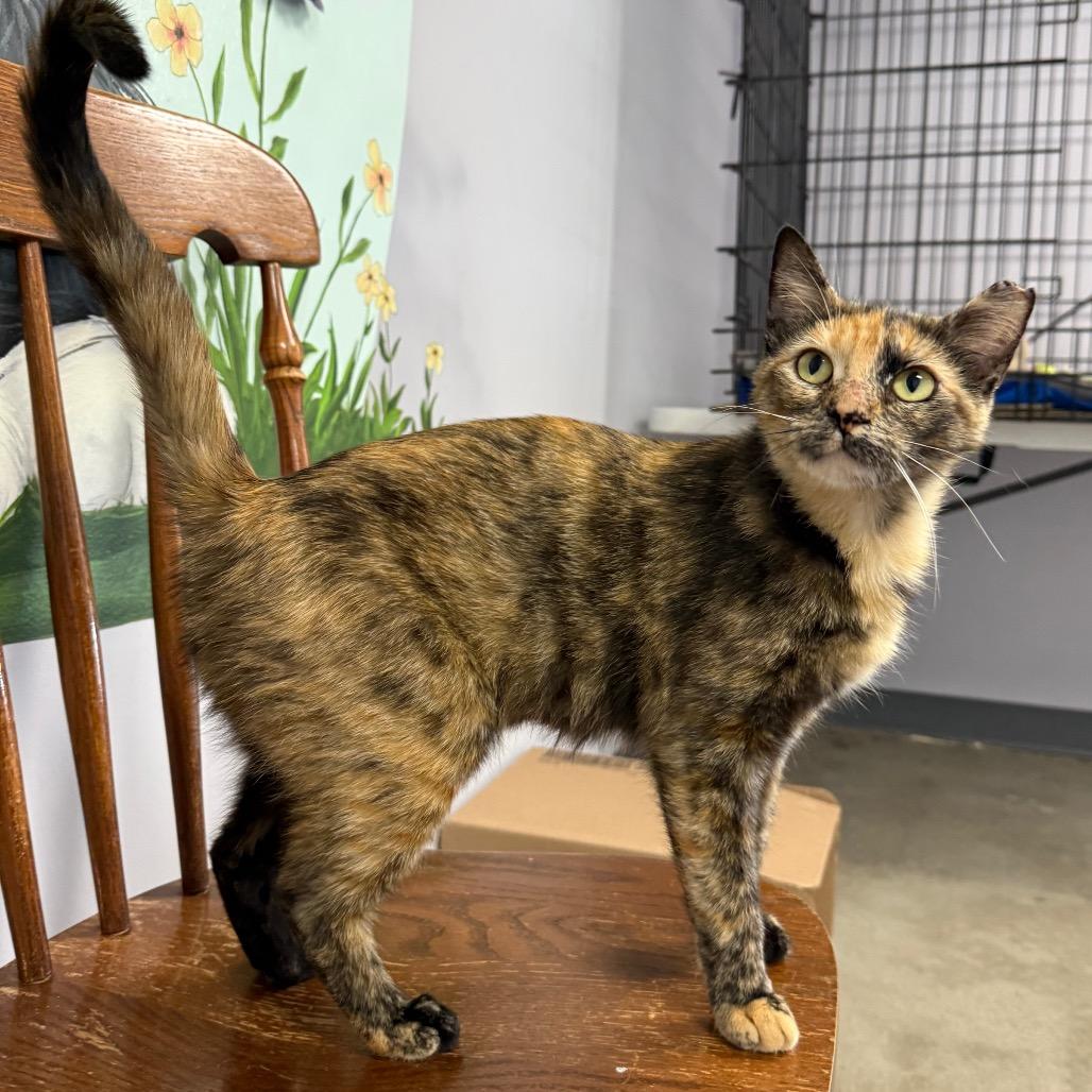 Enlarge Melody, a Adoptable Domestic Short Hair in Archbold , OH image 1/2