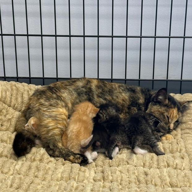 Enlarge Melody, a Adoptable Domestic Short Hair in Archbold , OH image 2/2