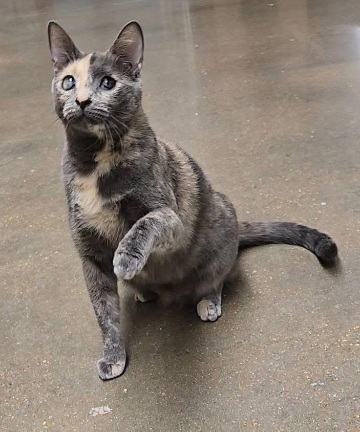 Enlarge Pippin, a Adopted mixed breed in Ballwin, MO image 1/3