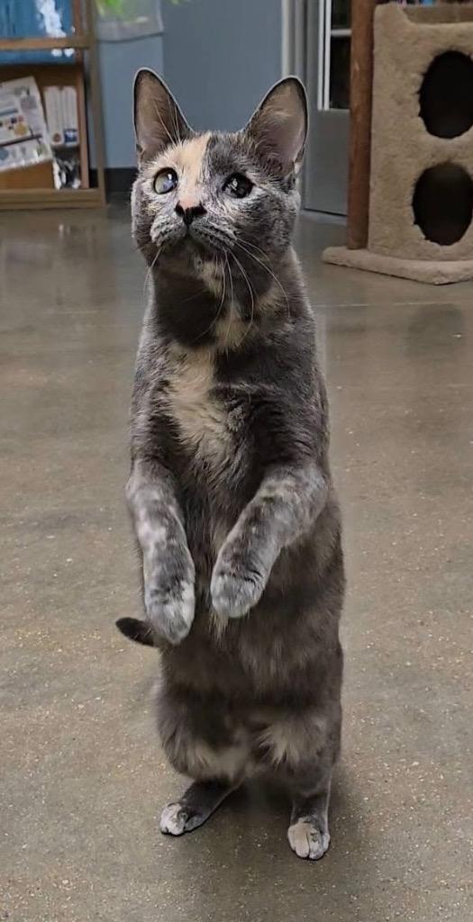 Enlarge Pippin, a Adopted mixed breed in Ballwin, MO image 2/3