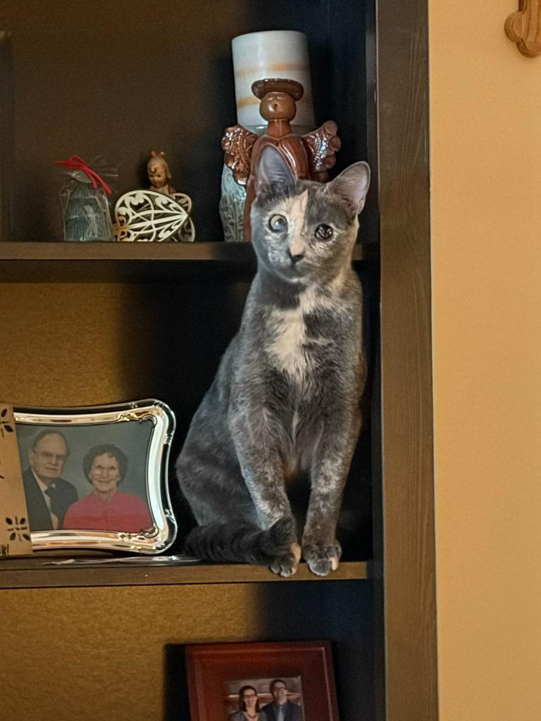 Enlarge Pippin, a Adopted mixed breed in Ballwin, MO image 3/3