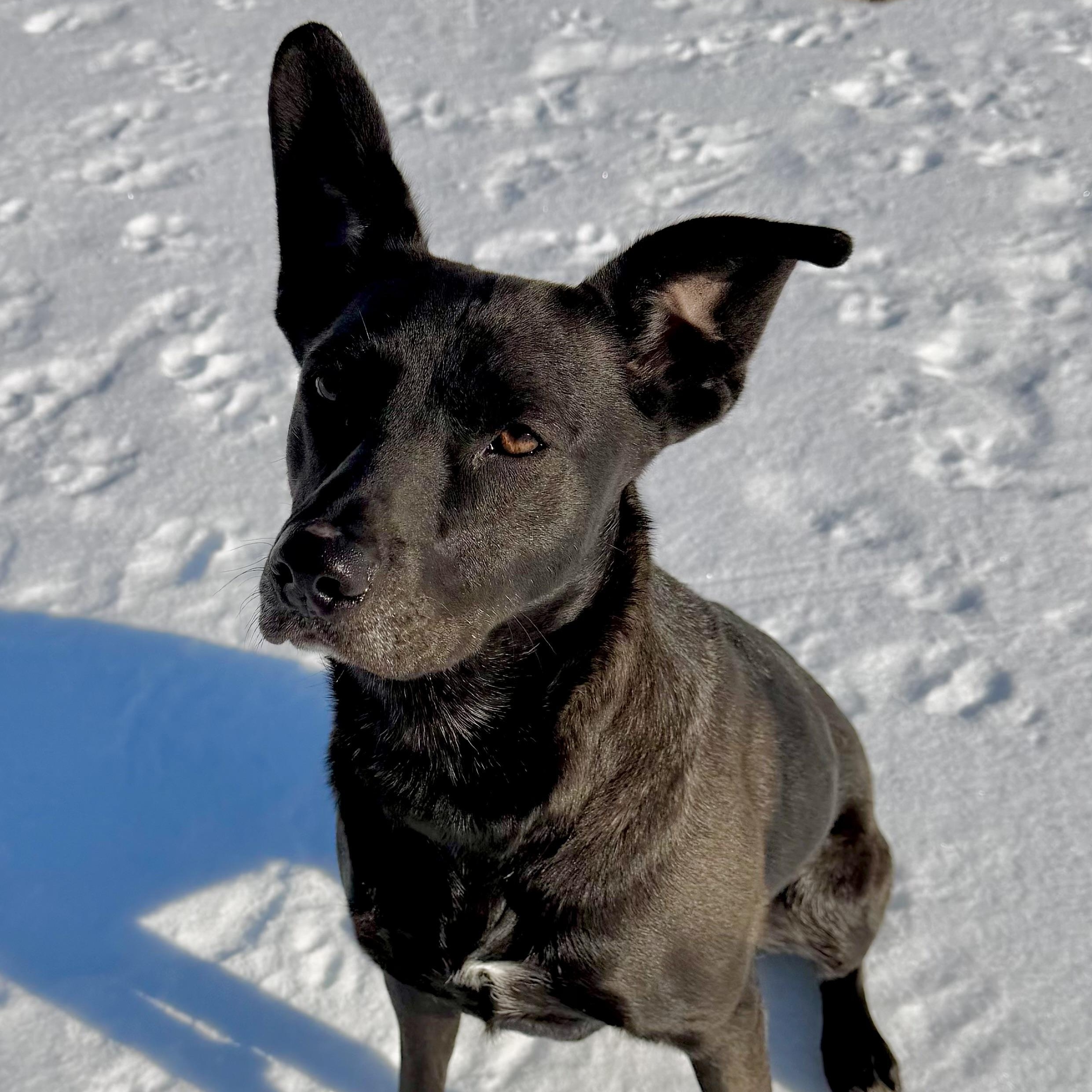 Enlarge Pepper, a Adoptable mixed breed in Germantown , TN image 2/6