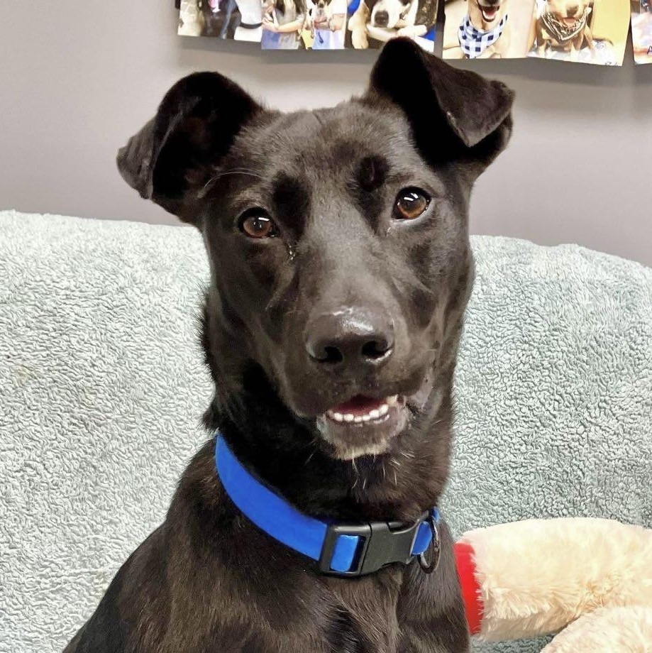 Enlarge Pepper, a Adoptable mixed breed in Germantown , TN image 3/6