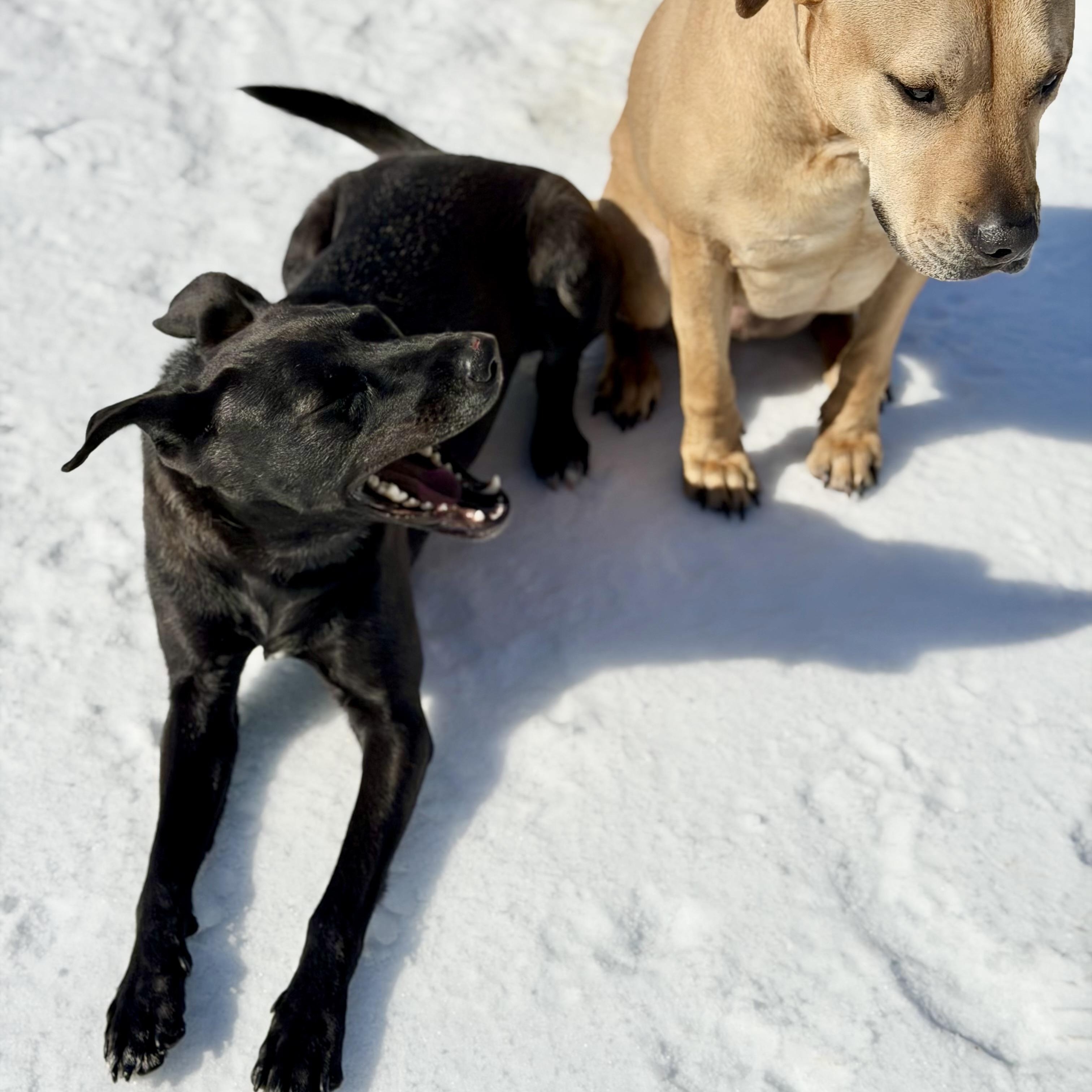 Enlarge Pepper, a Adoptable mixed breed in Germantown , TN image 6/6