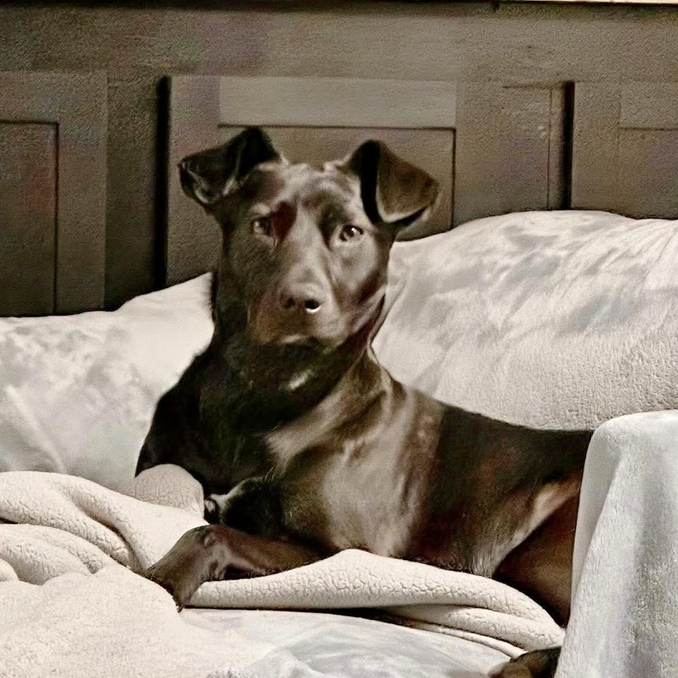 Pepper, Adoptable, Young Female Black Labrador Retriever & German Shepherd Dog.