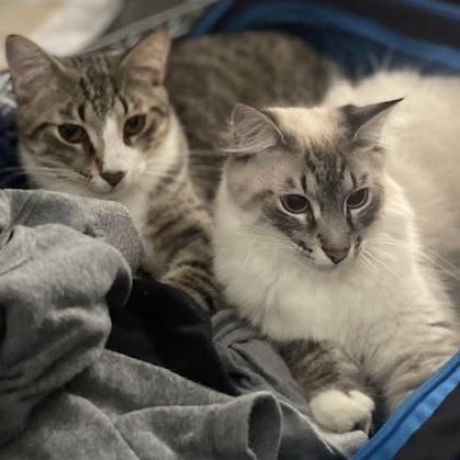 Enlarge Oreo & Kit Kat, a Adoptable Himalayan in Claremont, NH image 1/5