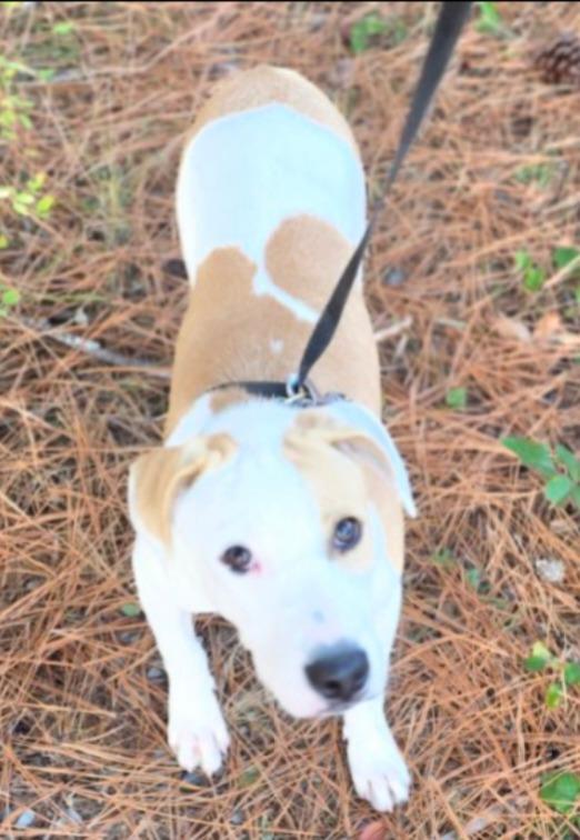 Sunshine, Adoptable, Puppy Female Retriever & Pit Bull Terrier.