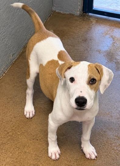 Enlarge Sunshine, a Adoptable mixed breed in Thompson Falls, MT image 2/3