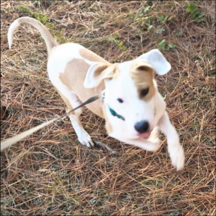 Enlarge Sunshine, a Adoptable mixed breed in Thompson Falls, MT image 3/3
