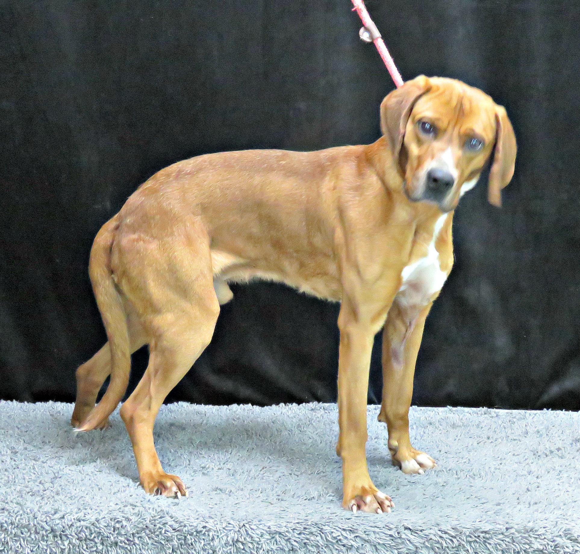 Ruben, Adult Male Redbone Coonhound