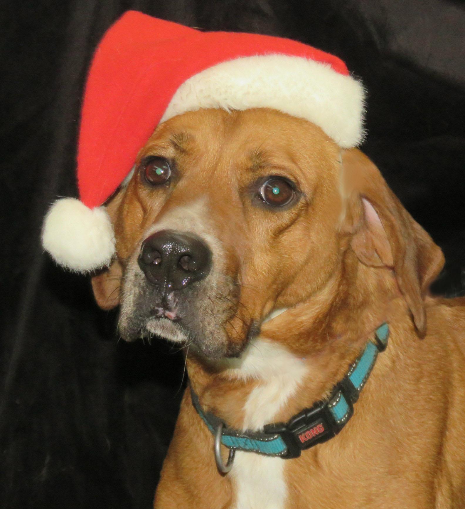 Enlarge Ruben, a Adoptable mixed breed in Lexington, VA image 1/5