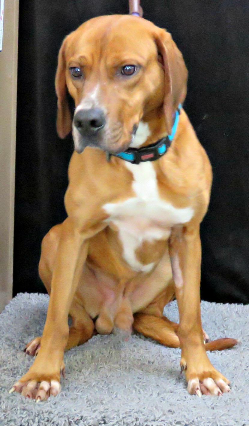 Enlarge Ruben, a Adoptable mixed breed in Lexington, VA image 2/5