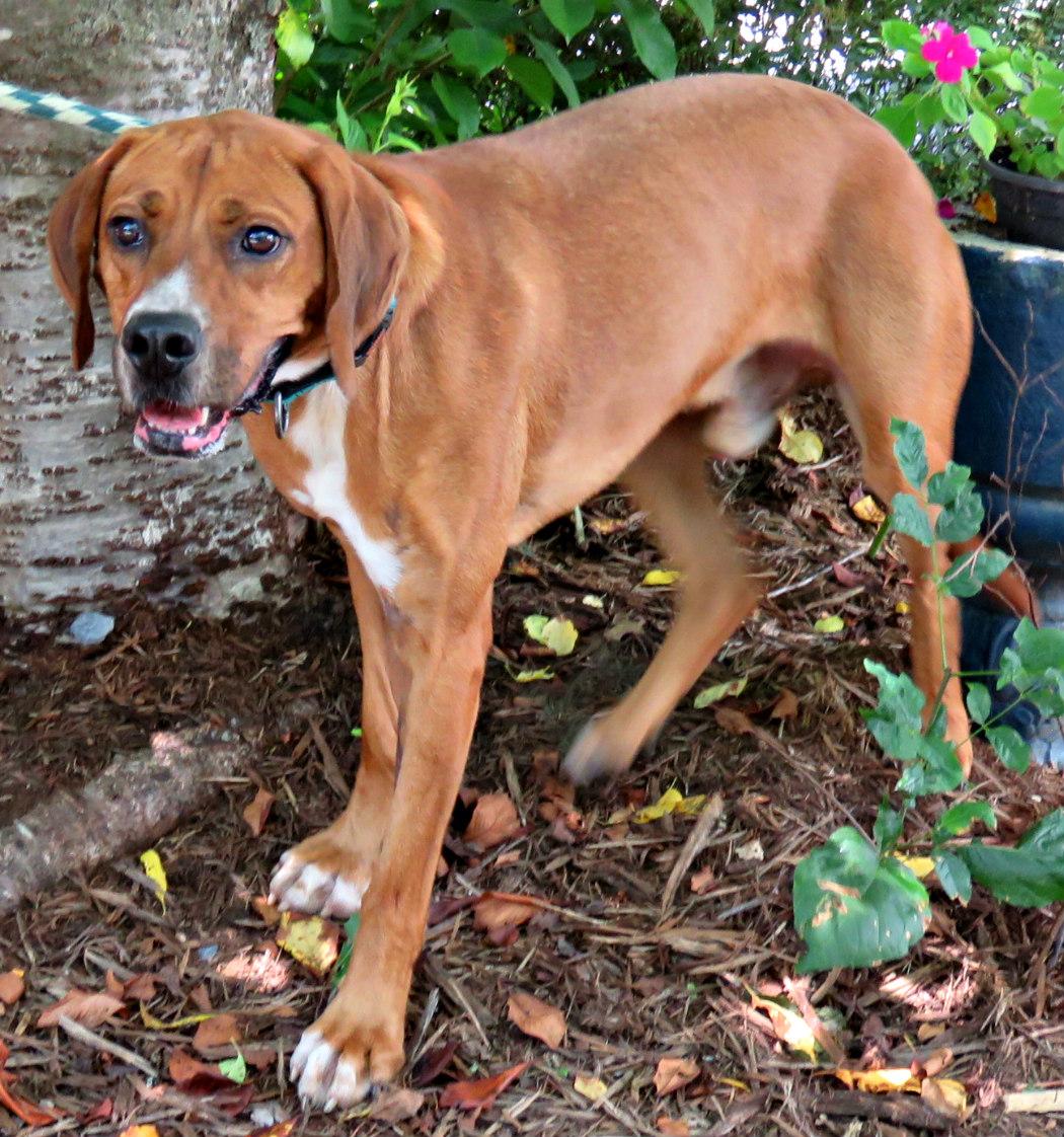 Enlarge Ruben, a Adoptable mixed breed in Lexington, VA image 3/5