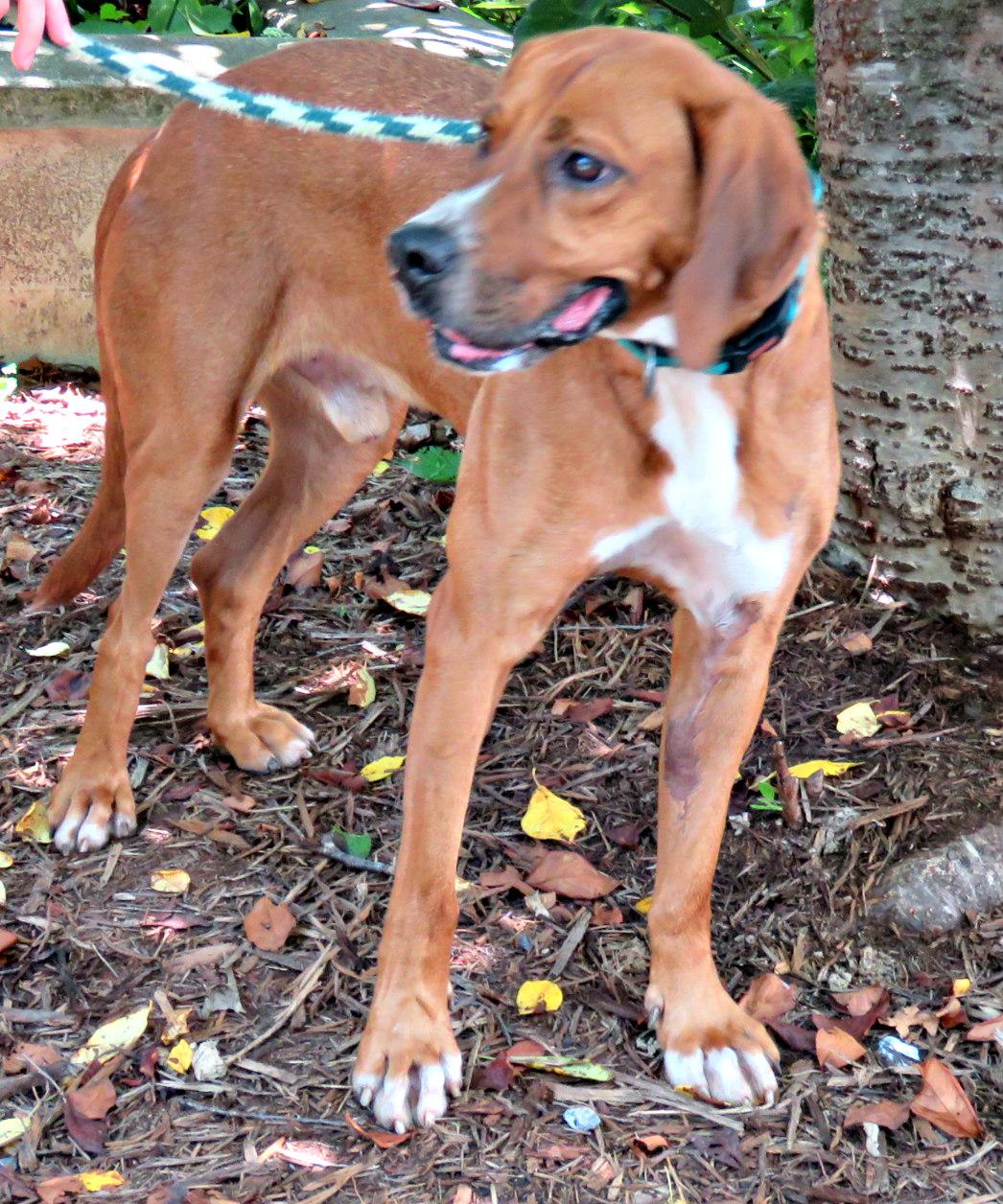 Enlarge Ruben, a Adoptable mixed breed in Lexington, VA image 4/5