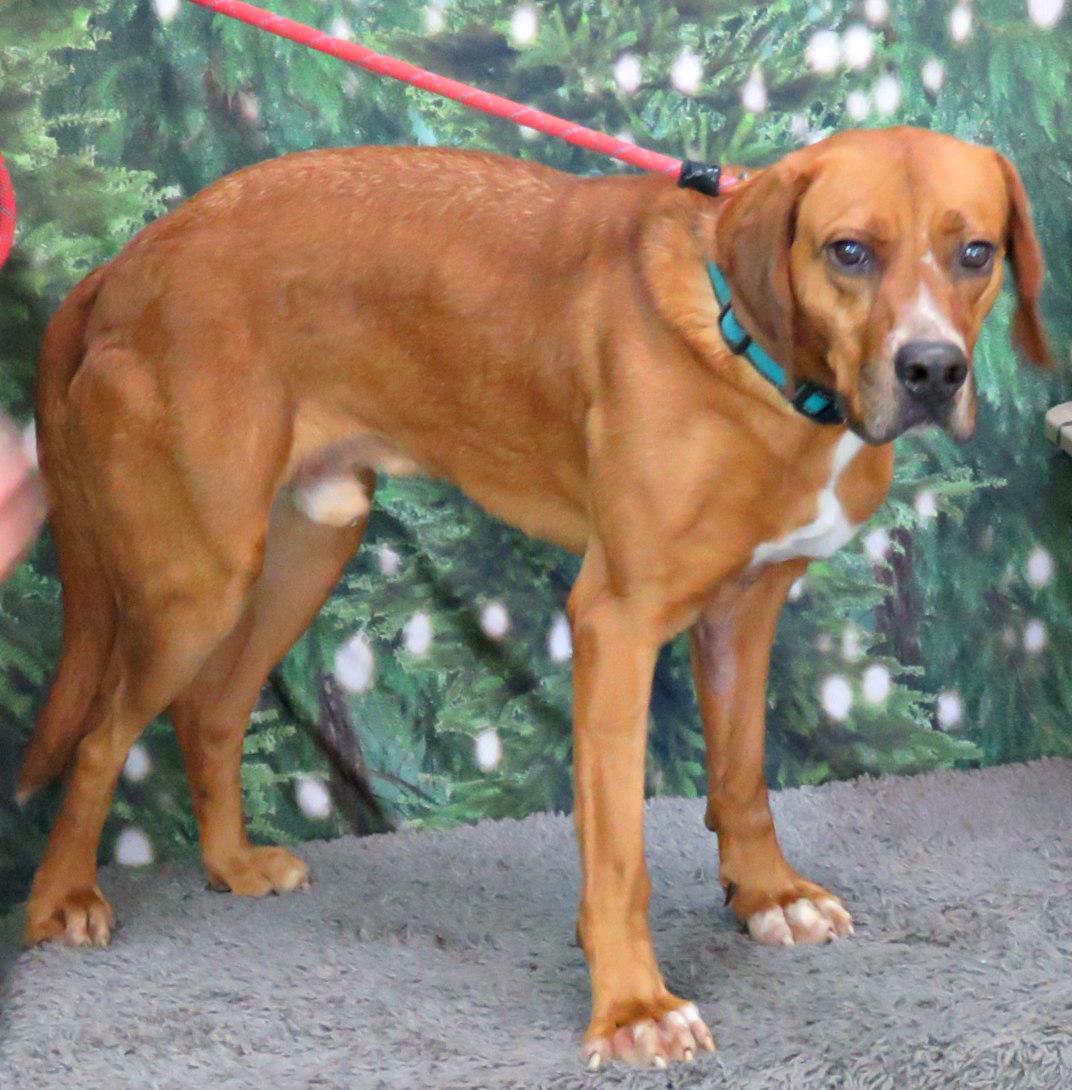 Ruben, a Adoptable mixed breed in Lexington, VA image 2/3