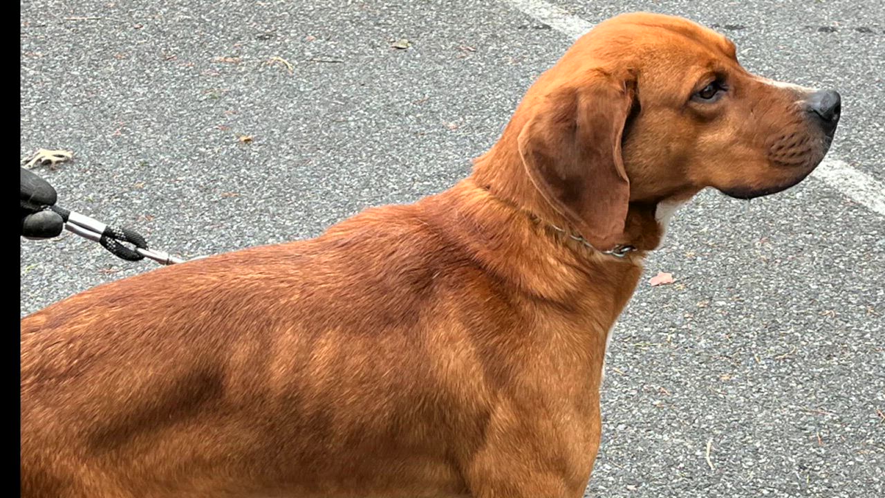 Enlarge Ruben, a Adoptable mixed breed in Lexington, VA video 5/5