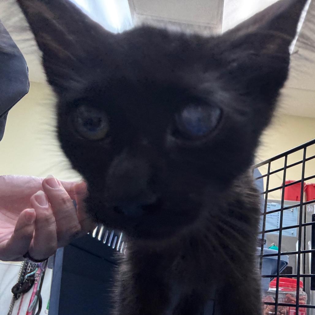 Mister, Adoptable, Young Male Domestic Short Hair.