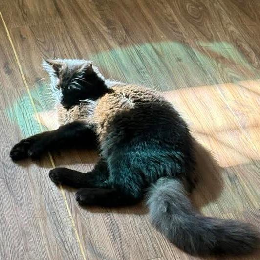 Mister, a Adoptable Domestic Short Hair in Houston, TX image 2/4