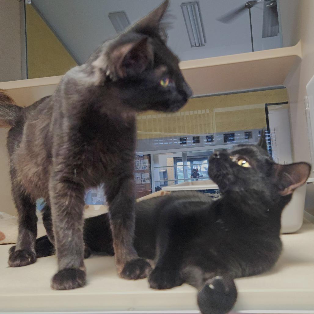 Mister, a Adoptable Domestic Short Hair in Houston, TX image 4/4