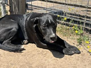 Enlarge Amber - Transport Available, a Adoptable mixed breed in Renton, WA image 3/6