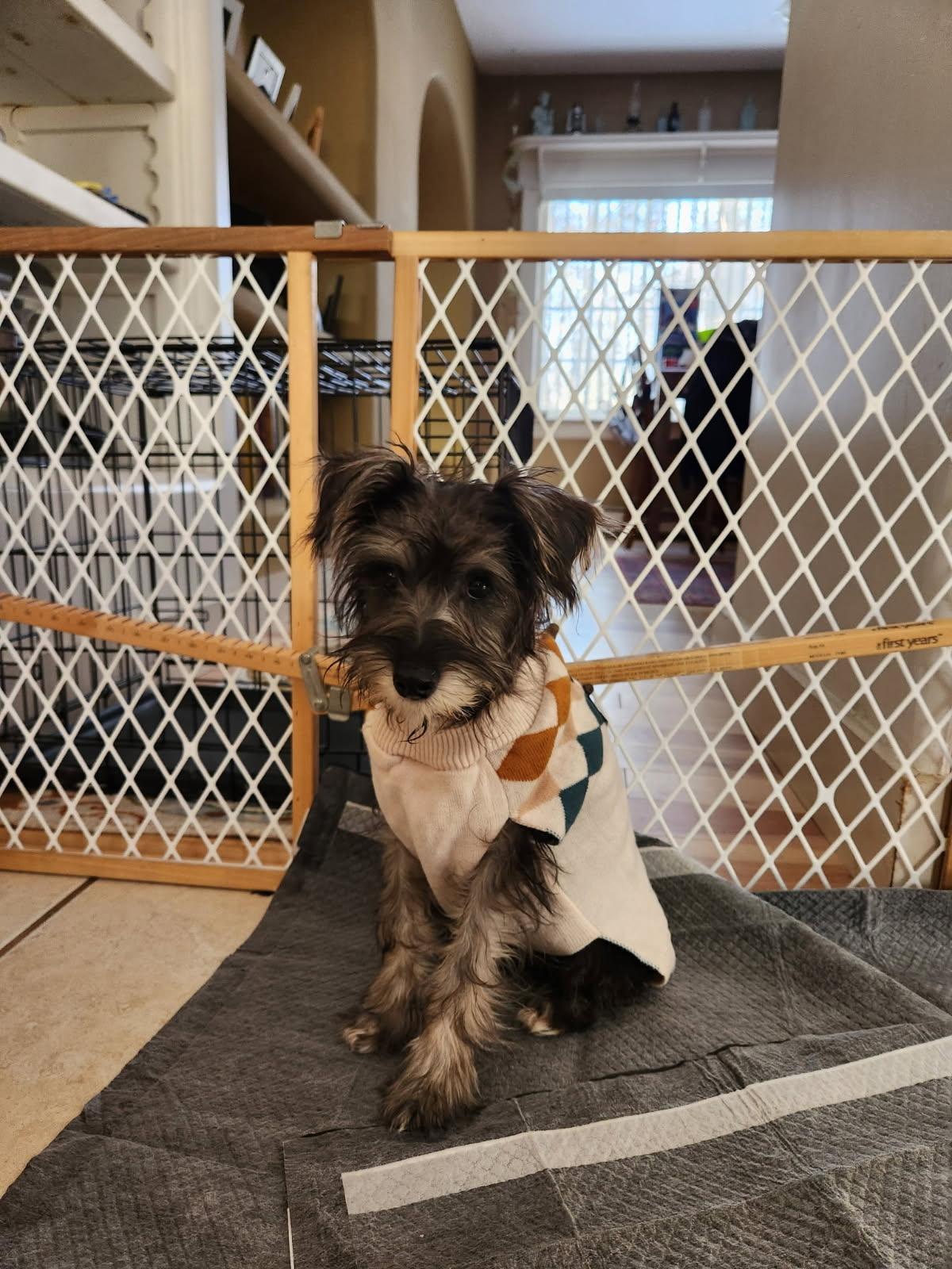 Alvin , ADOPTABLE, Puppy Male Schnauzer & Miniature Poodle.