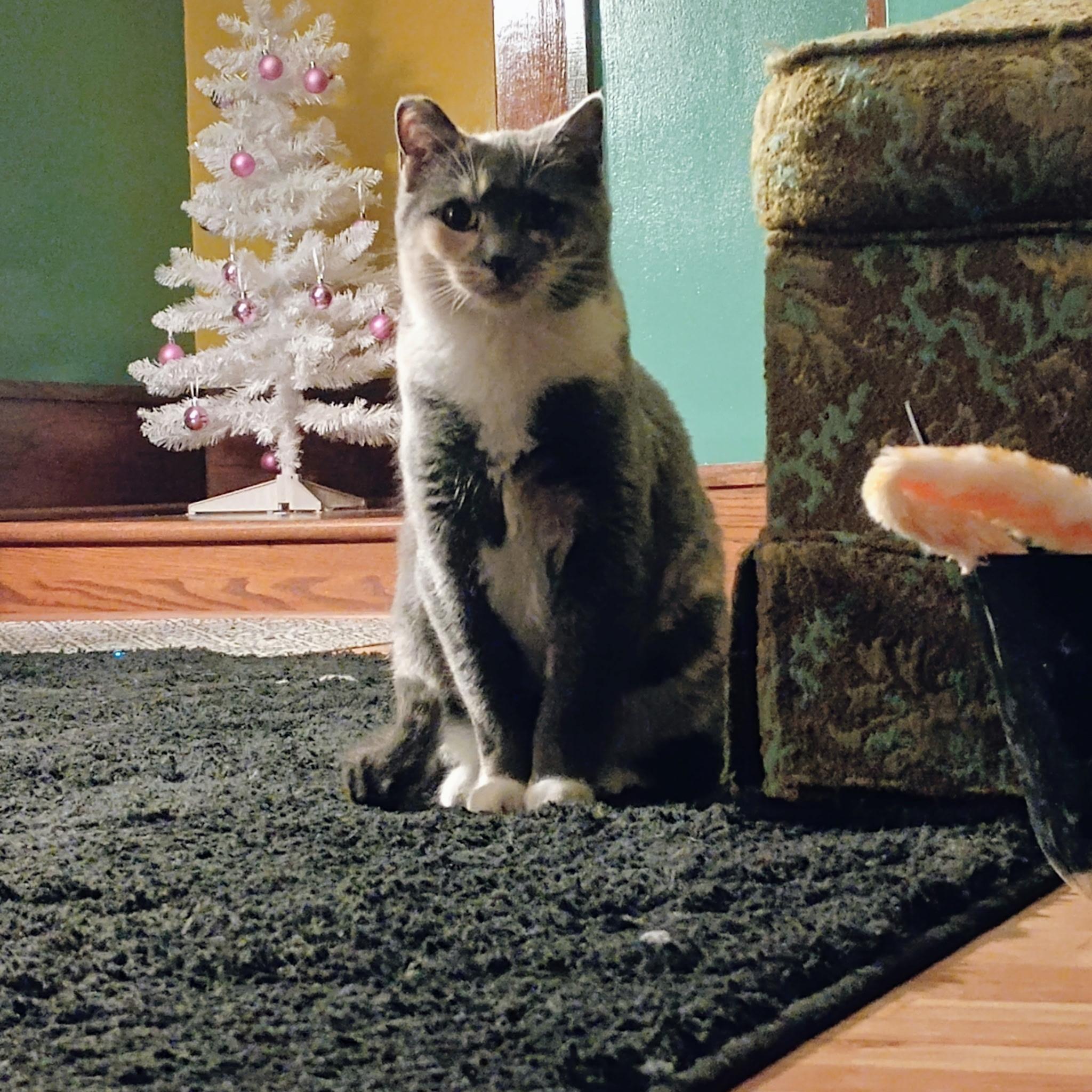 Enlarge Pepper, an adoptable Dilute Tortoiseshell in Minneapolis, MN image 3/5