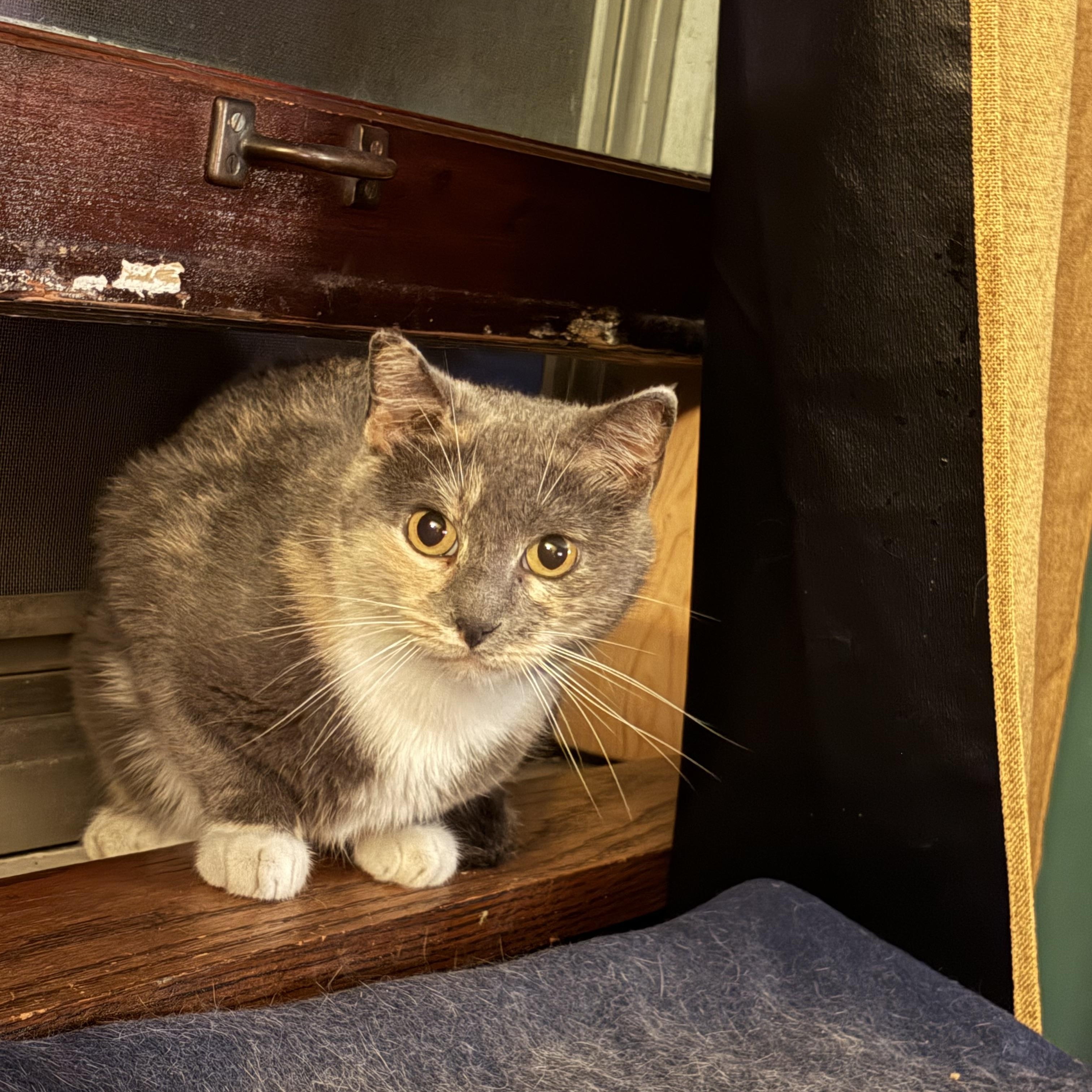 Pepper, adoptable, Adult Female Dilute Tortoiseshell.