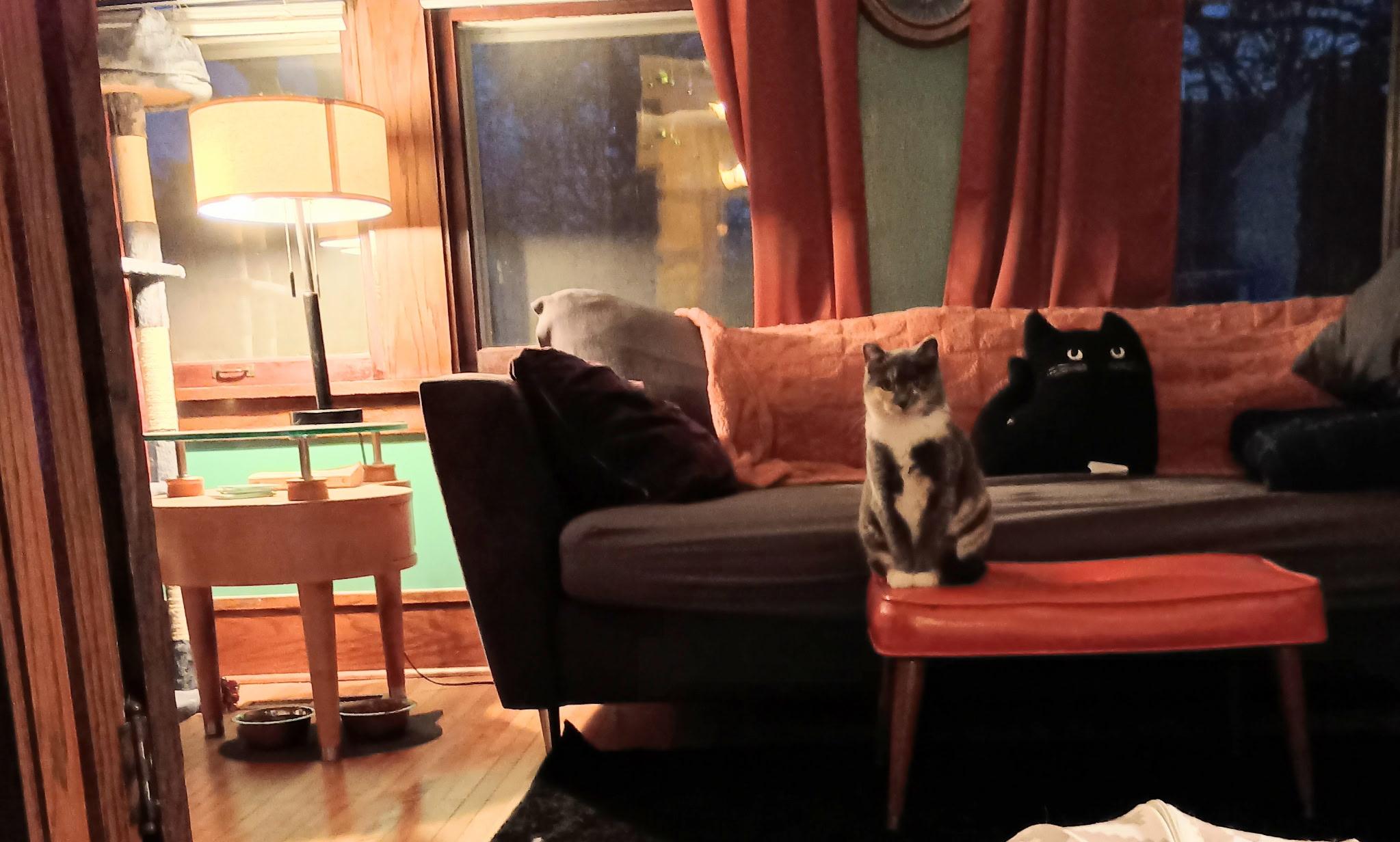 Enlarge Pepper, an adoptable Dilute Tortoiseshell in Minneapolis, MN image 5/5